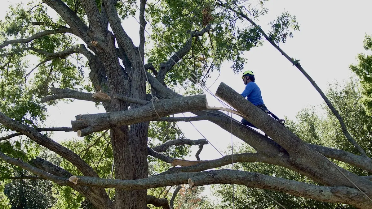 Professional Crown Thinning performed by certified arborists in La Salle