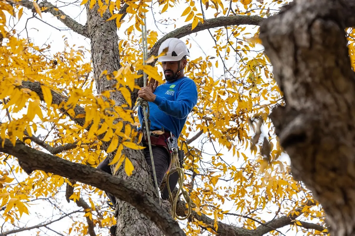 Skilled Tree Pruning crew working in La Salle