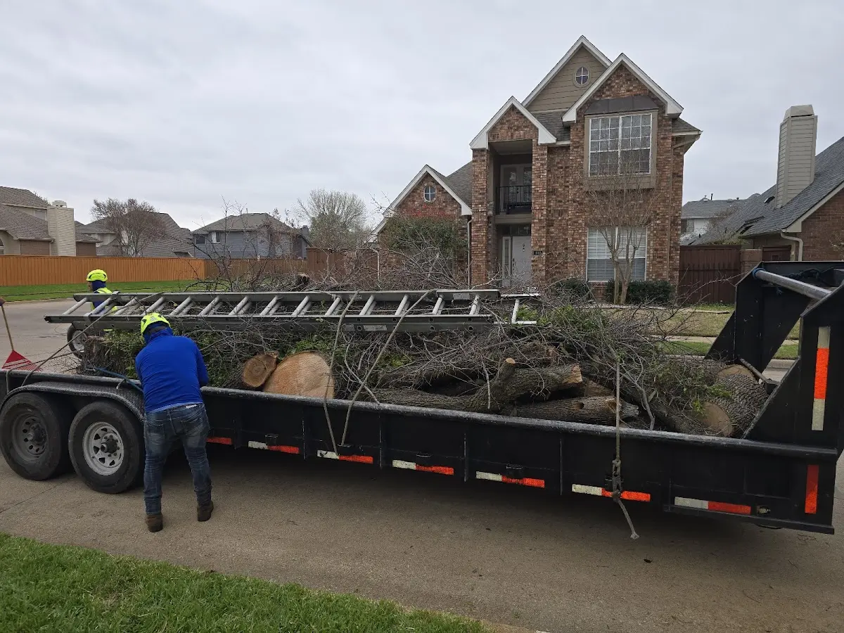 Expert Tree Removal with proper safety equipment in La Salle